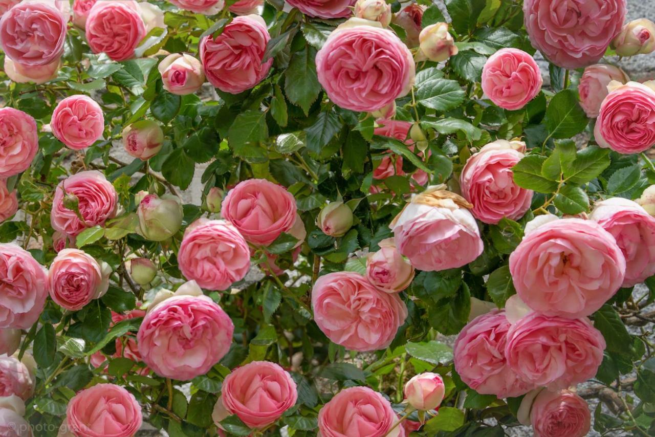 Maison D'Hotes De Charme La Rose De Ducey Pres Du Mont Saint Michel Экстерьер фото